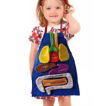 Organ Önlük Vücut Modeli çocuk önlüğü İnsan Vücudu Organları Farkındalık eğitici oyuncak Ev Okul Öncesi Öğretim Yardımı Şeffaf